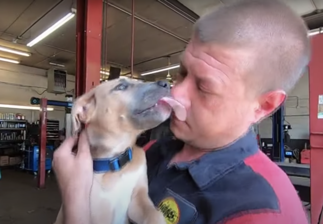 Puppy kissing rescuer